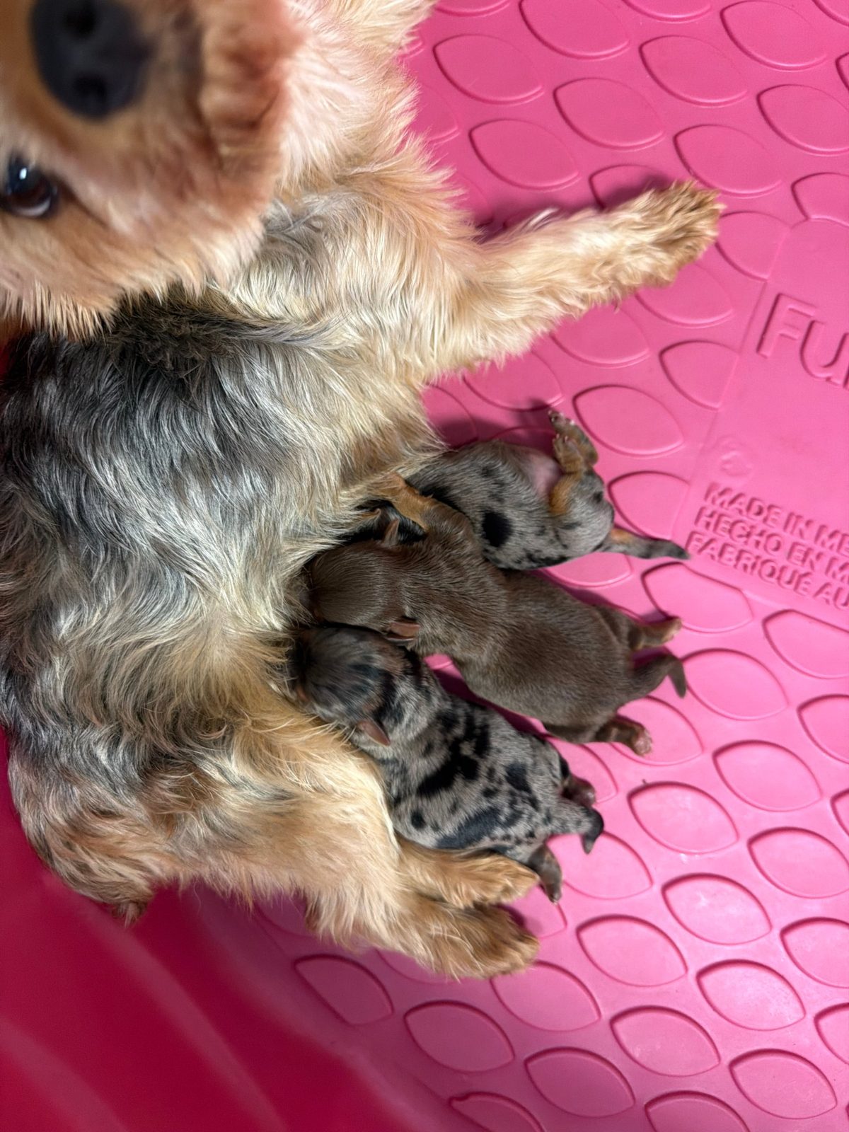Yorkie mom nursing her newborn puppies