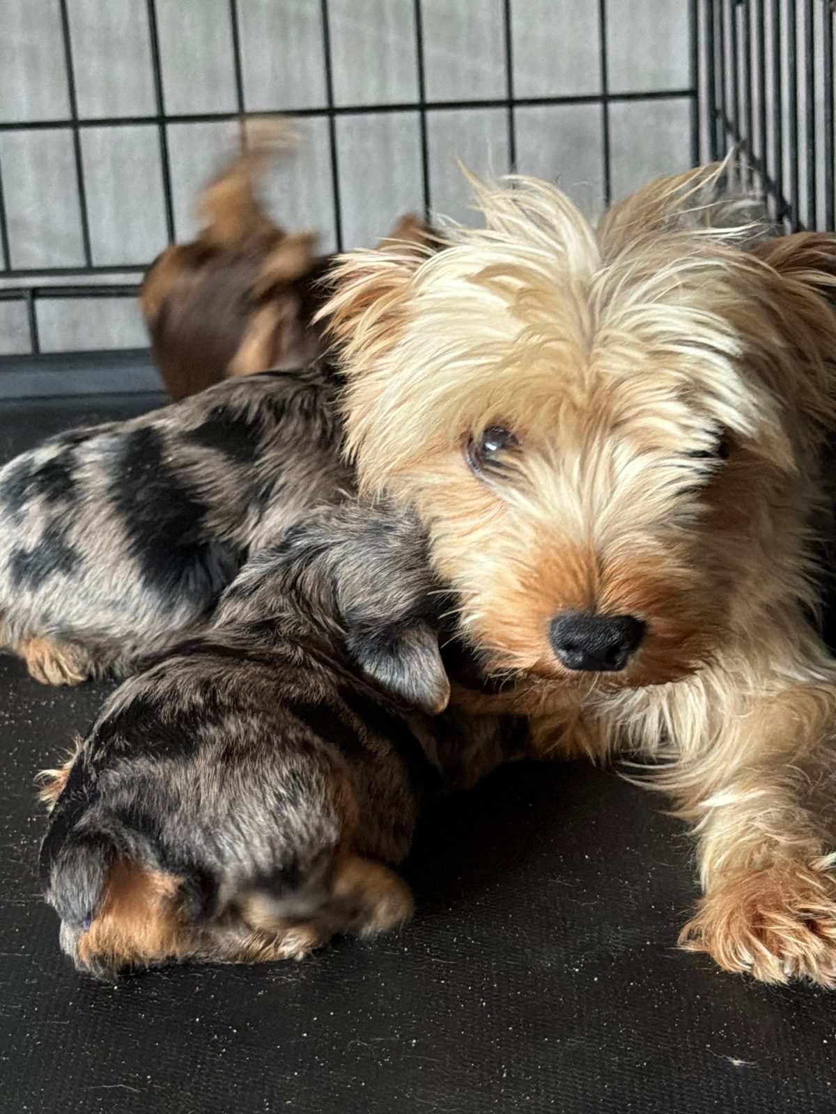 Yorkie mom resting with her puppies