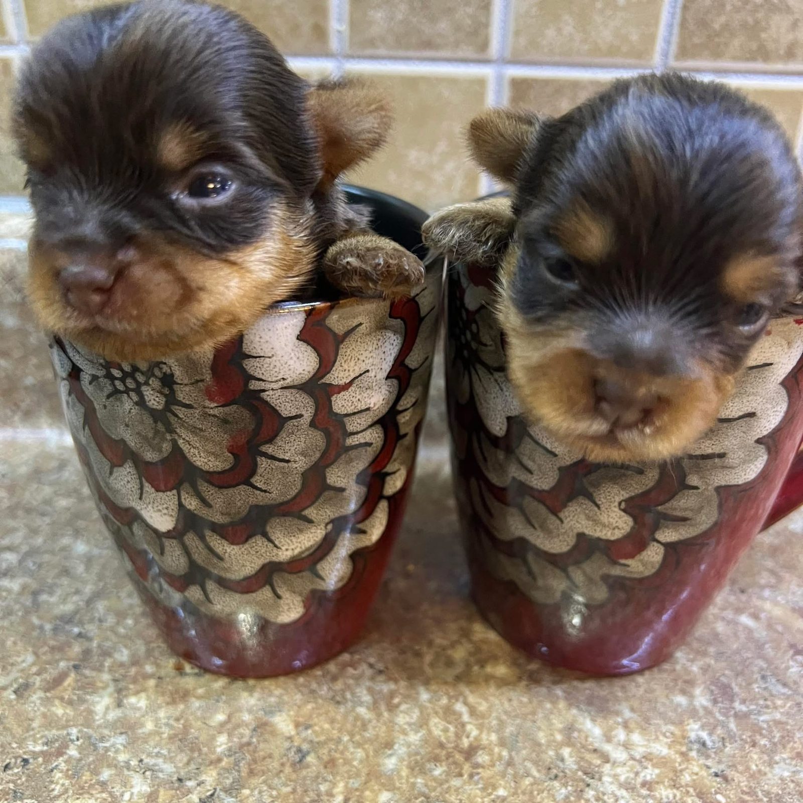 Two Yorkie puppies sitting in coffee mugs