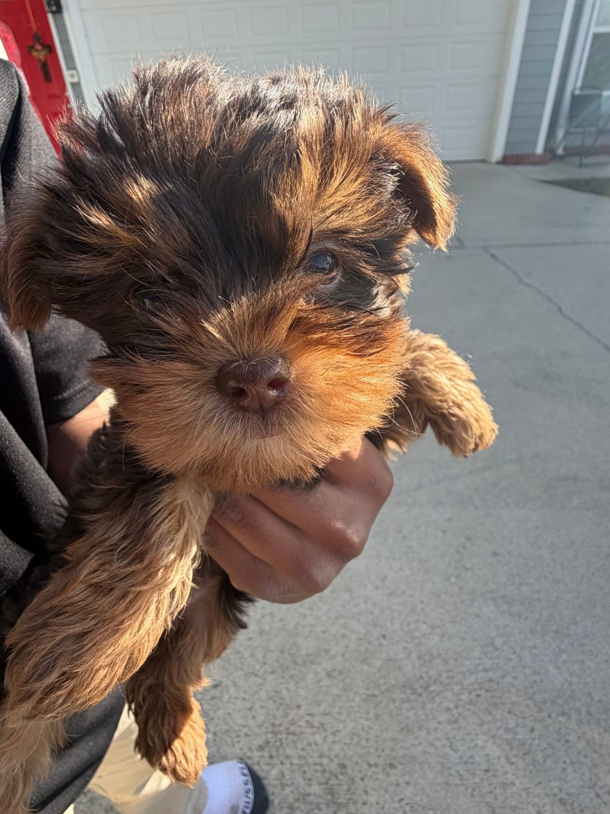 Chocolate and tan Yorkie puppy