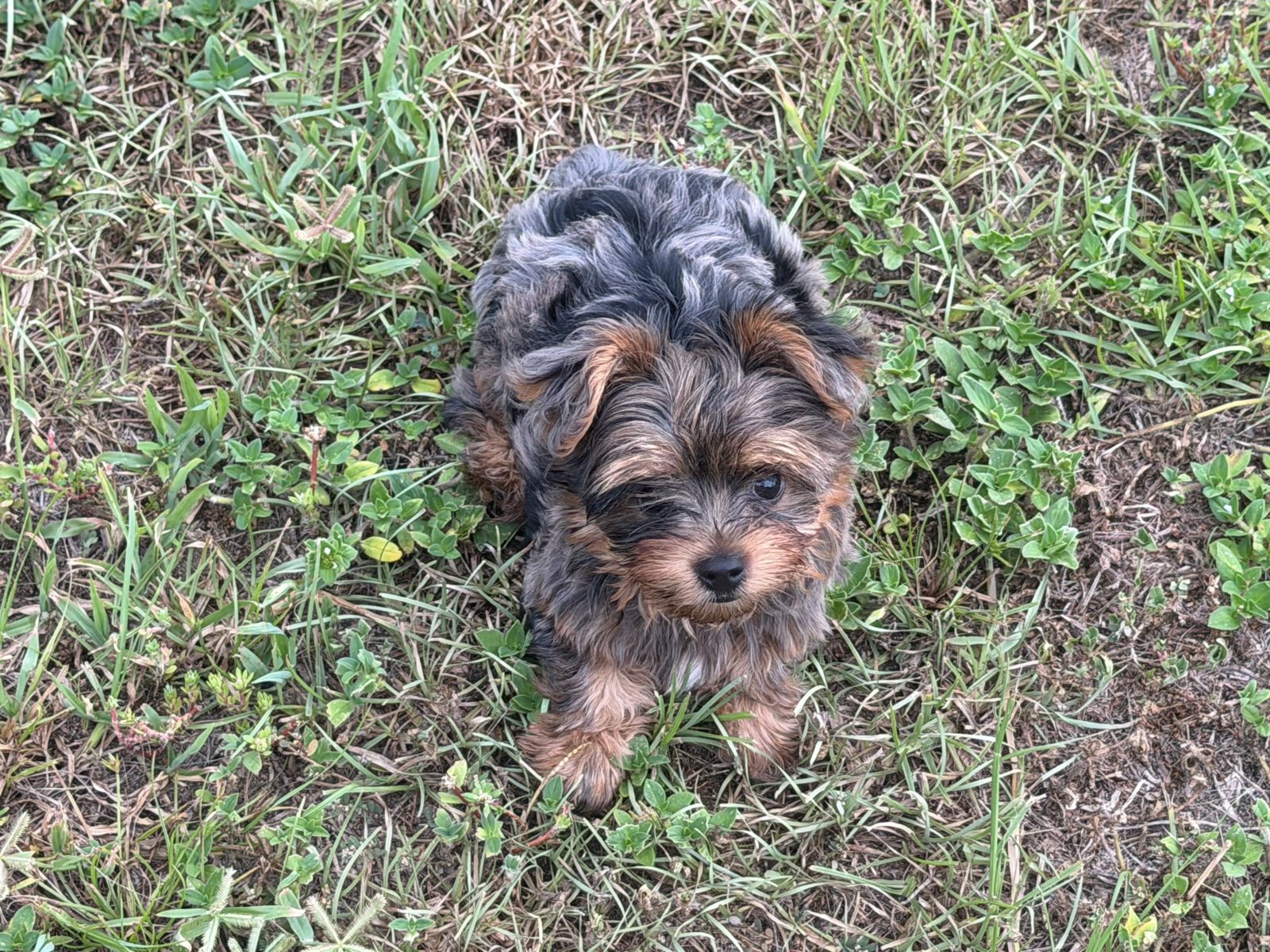 Merle Yorkie puppy sitting in the grass