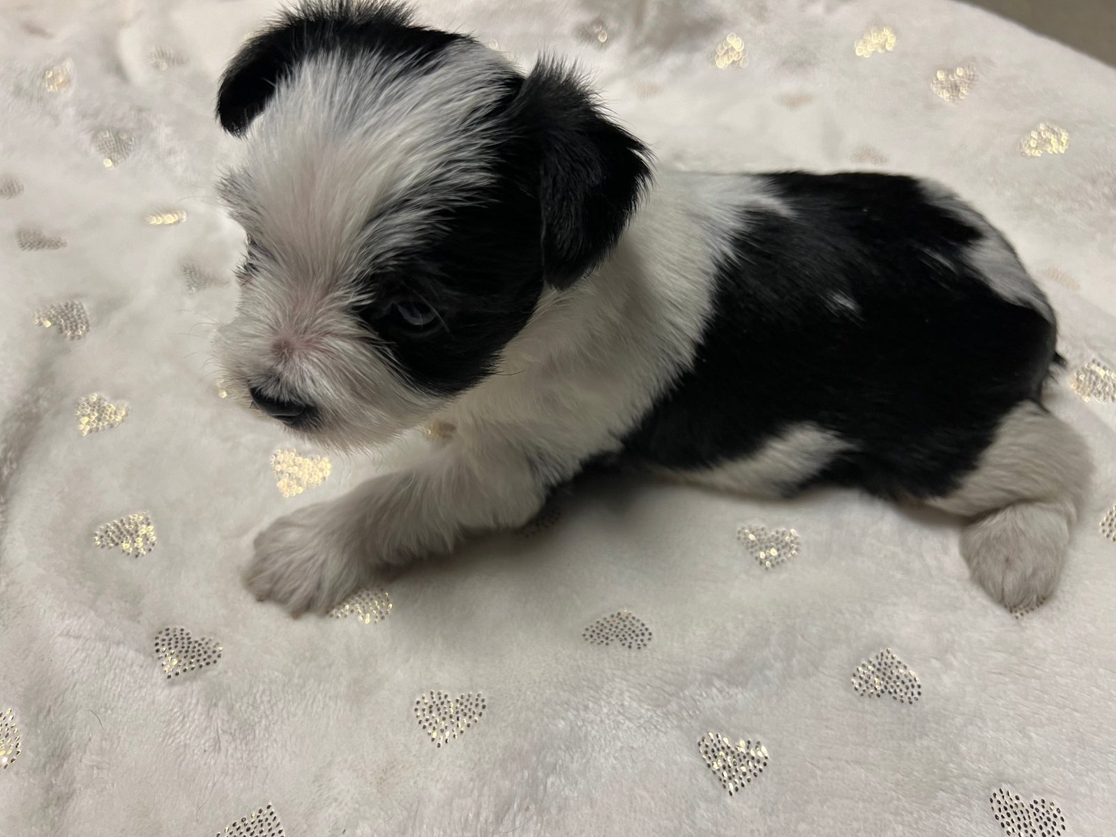 Parti Yorkie puppy on a heart blanket
