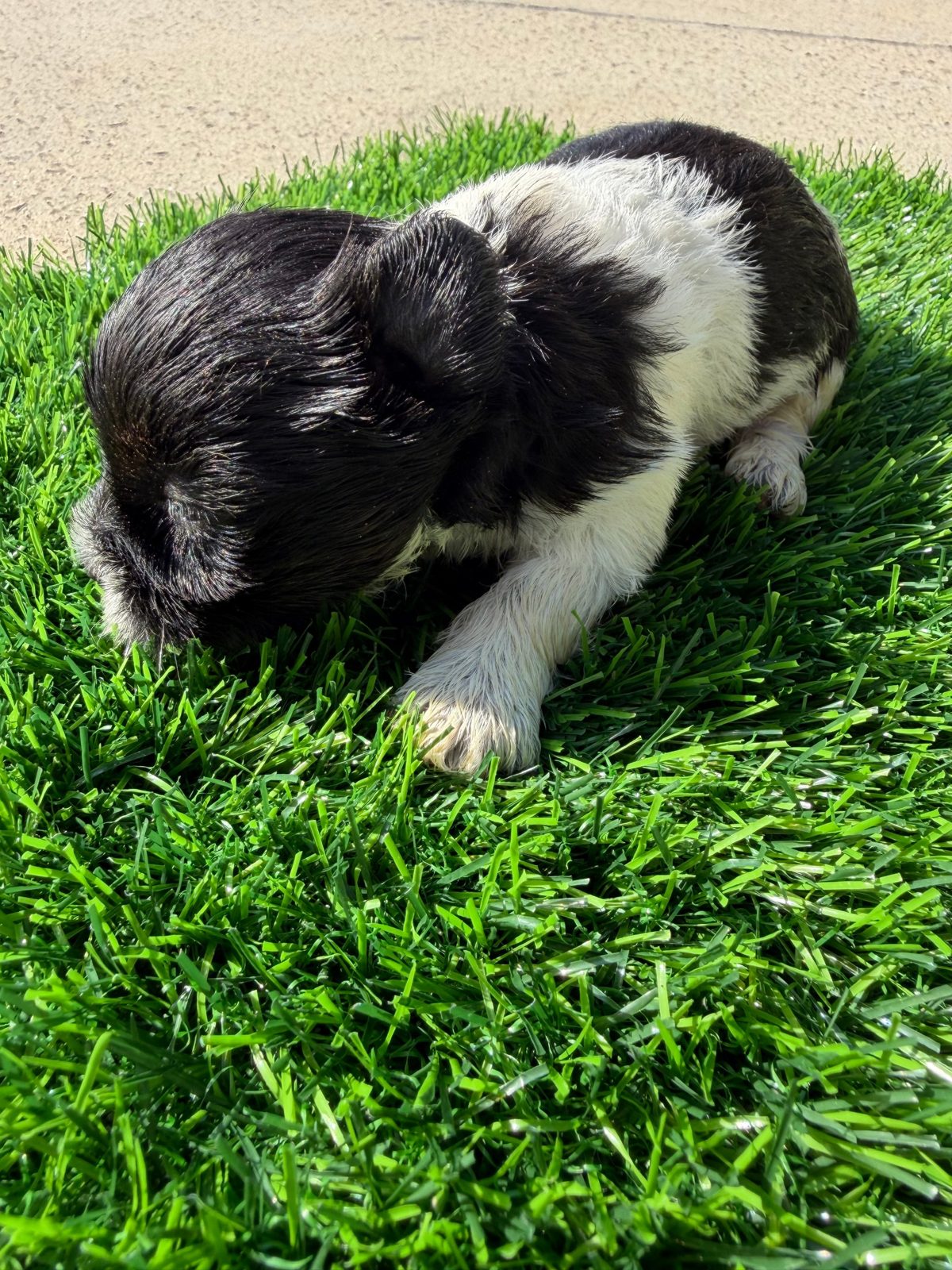 Parti Yorkie puppy resting on green turf