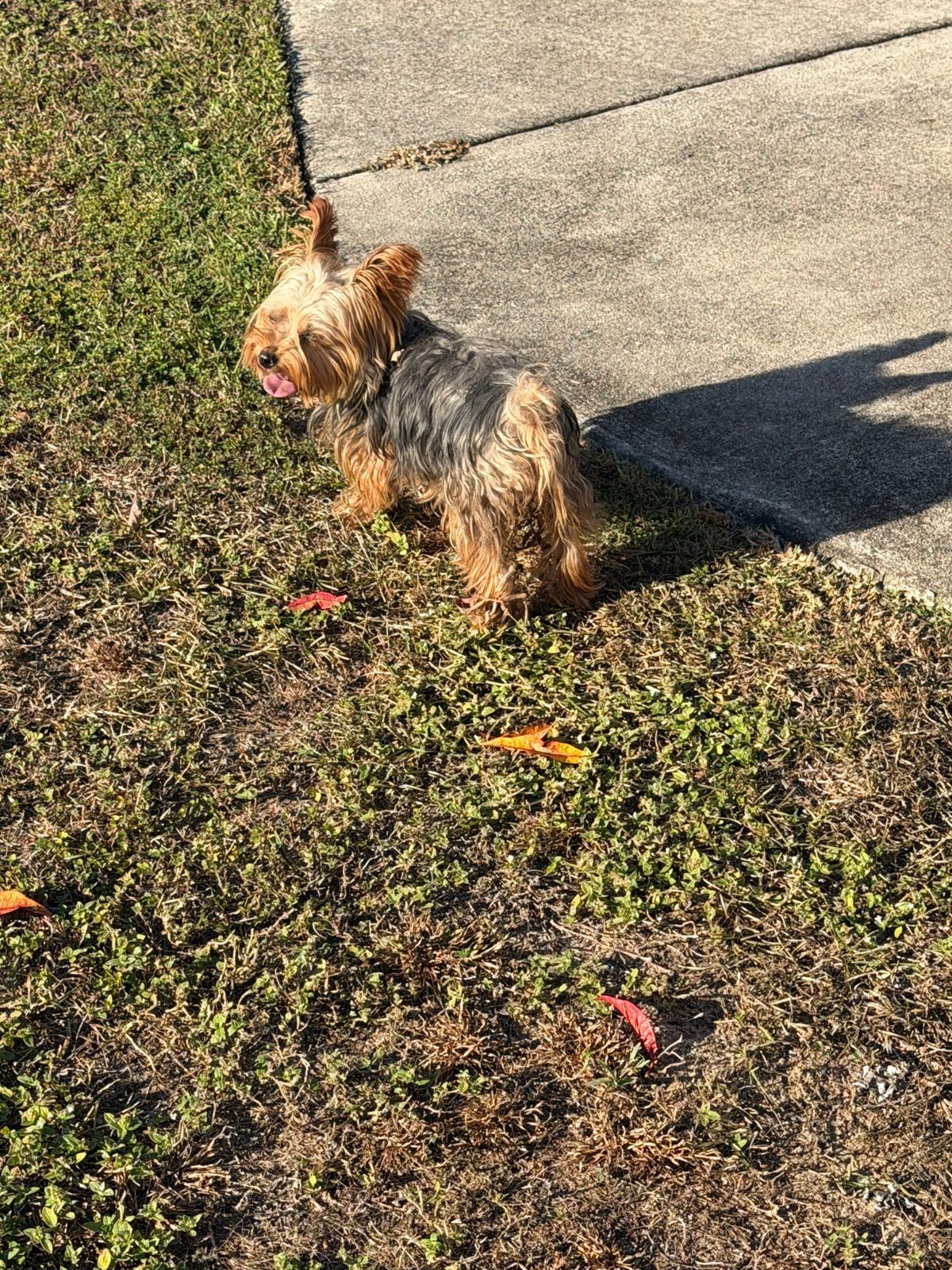 Adult Yorkie standing on the lawn