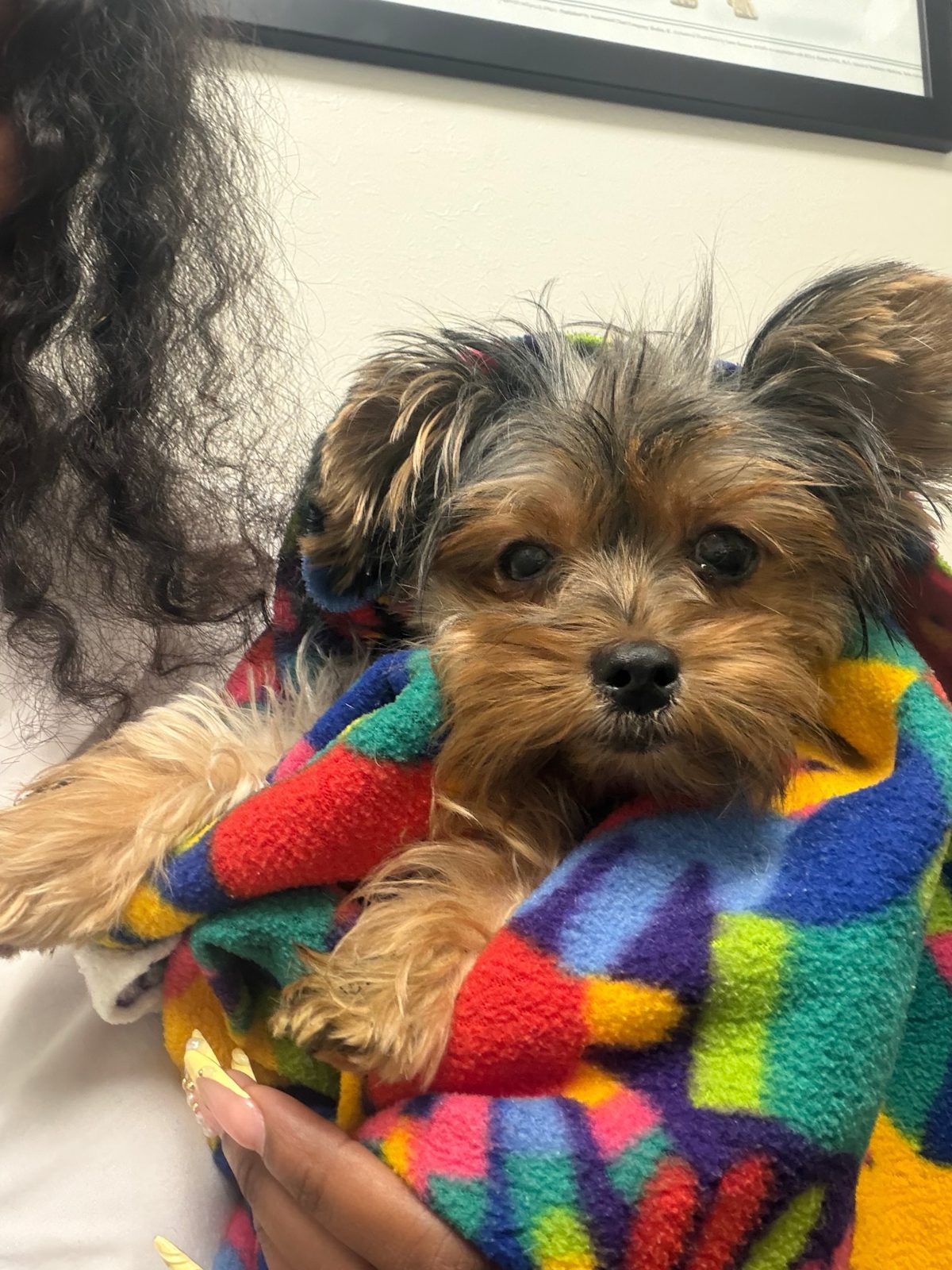 Yorkie wrapped in a colorful blanket