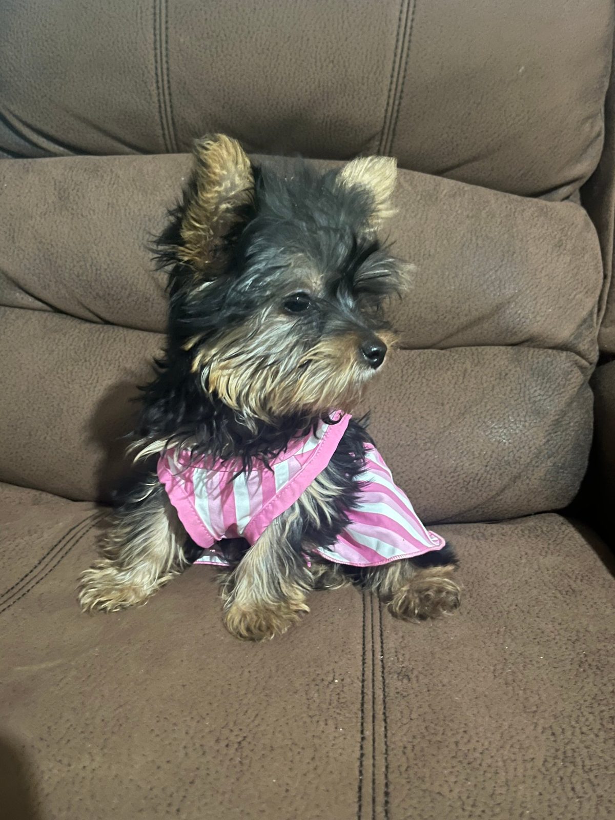 Young Yorkie in a pink striped shirt
